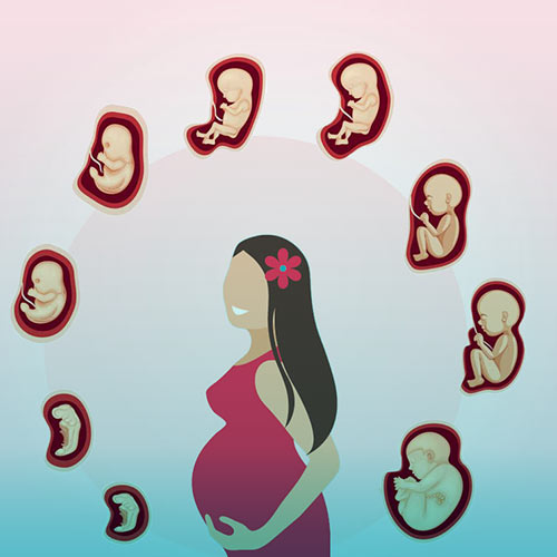 مراحل رشد جنین انسان هفته به هفته