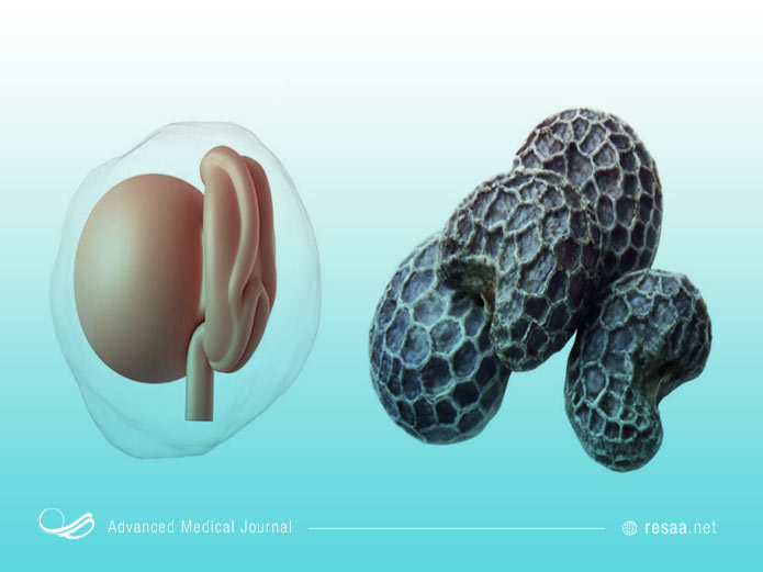 اندازه جنین در پایان ماه اول بارداری را میتوان با دانه برنج مقایسه کرد.