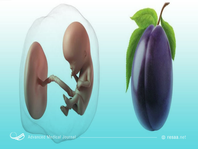 جنین در این زمان به طور کامل شکل گرفته است.