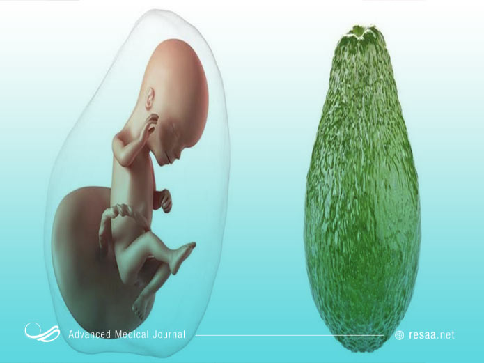 در پایان هفته 16ام بارداری سیستم عصبی جنین شکل گرفته است.