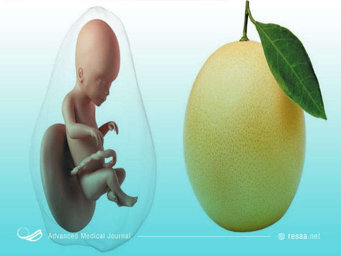 بدن جنین در پایان هفته بیستم بارداری دارای مو میباشد که به نوعی سبب محافظت از جنین میشود.