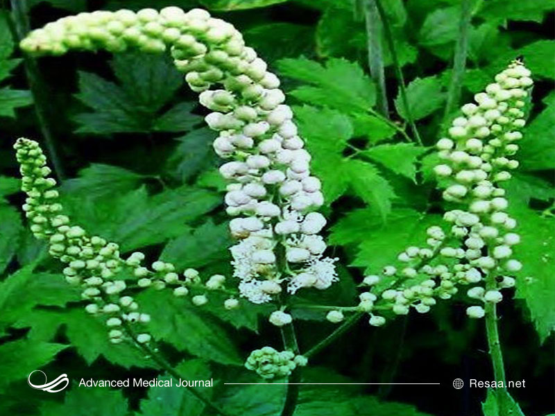 گیاه کوهوش سیاه موثر در پیشگیری از ابتلا به سرطان روده