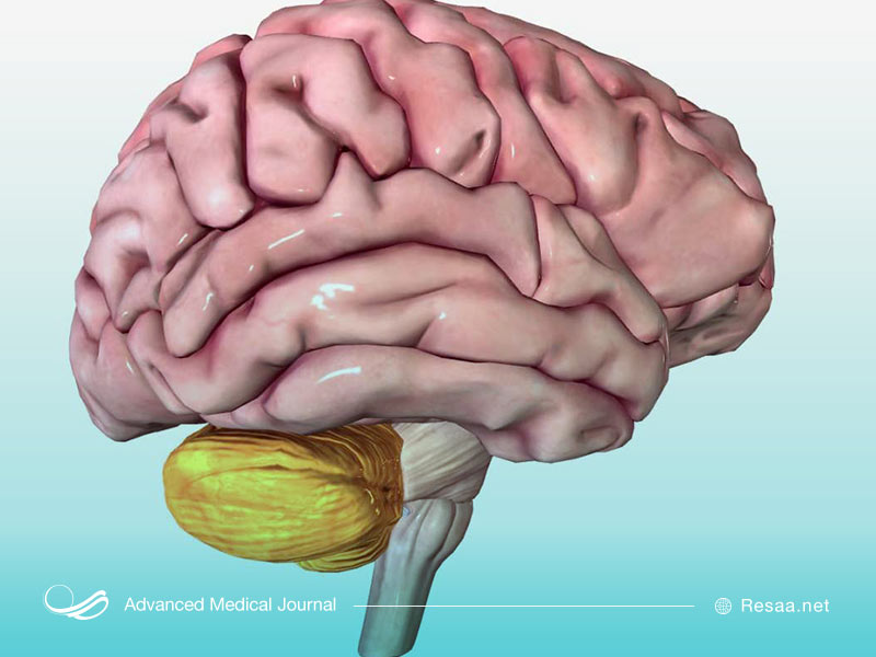 نمایی از ساختار مغز انسان