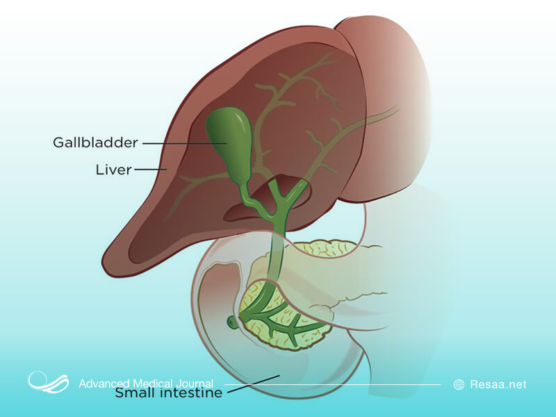کیسه صفرا بخشی از دستگاه گوارشی بدن انسان است.