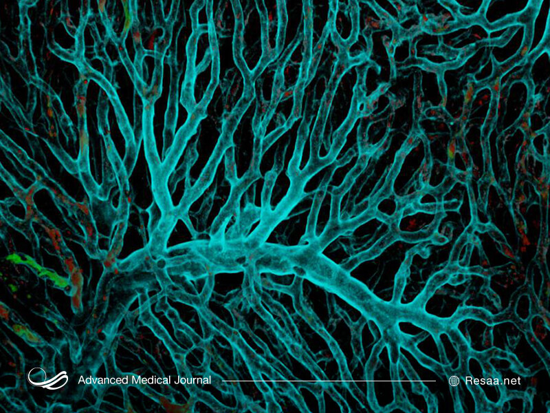 هپاتیت نوعی ویروس کبدی است.