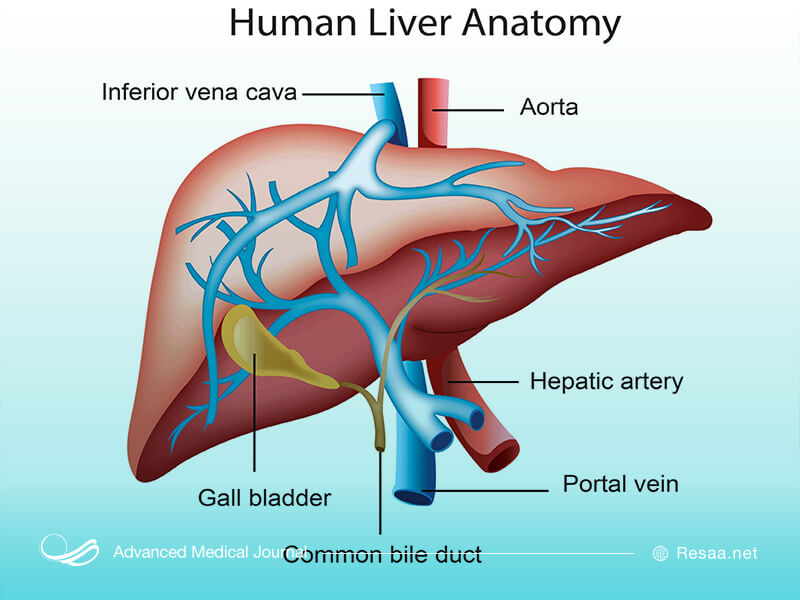 شناخت آناتومی کبد و جایگاه آن در بدن بسیار اهمیت دارد.
