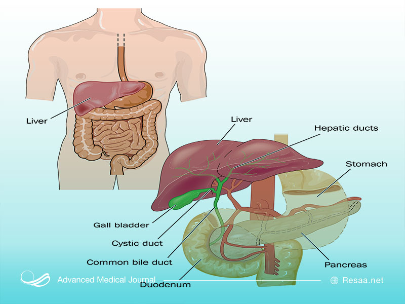 ساختار پانکراس چگونه است و از چه قسمتهایی تشکیل میشود