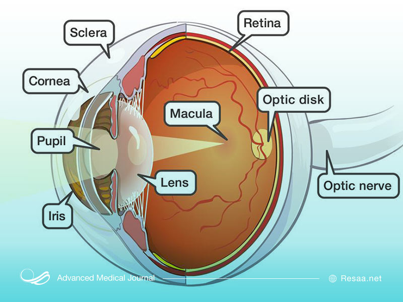 ساختار چشم انسان