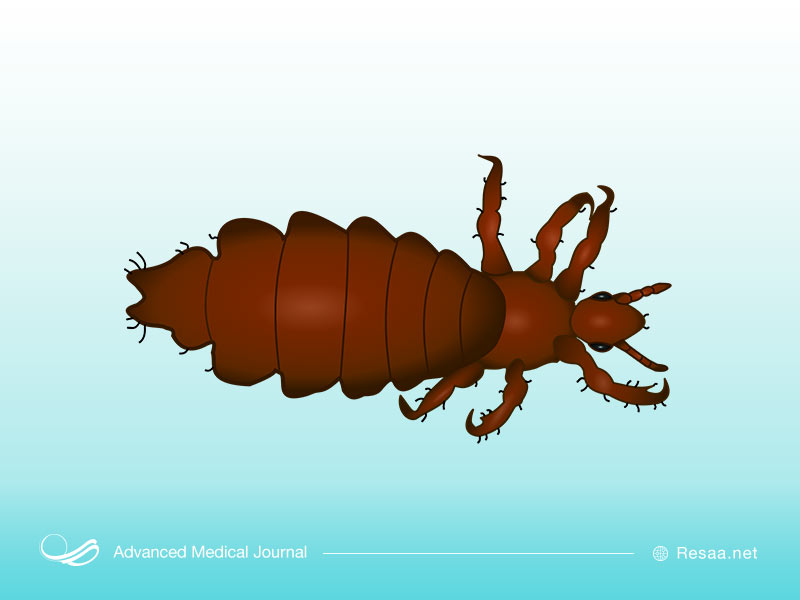 مراحل رشد شپش