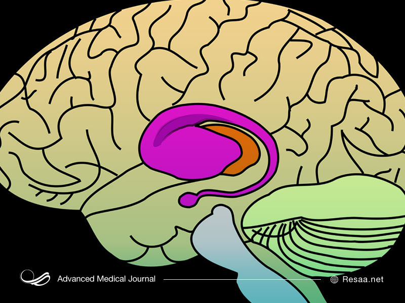 هانتینگتون میتواند باعث اختلال عملکرد مغز شود