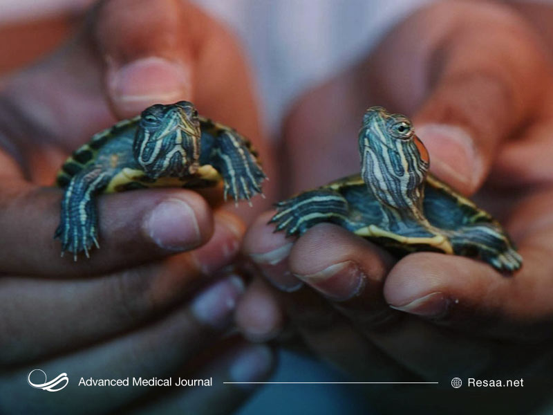 نگهداری برخی حیوانات خانگی از جمله لاک پشت میتواند باعث بیماری سالمونلا شود