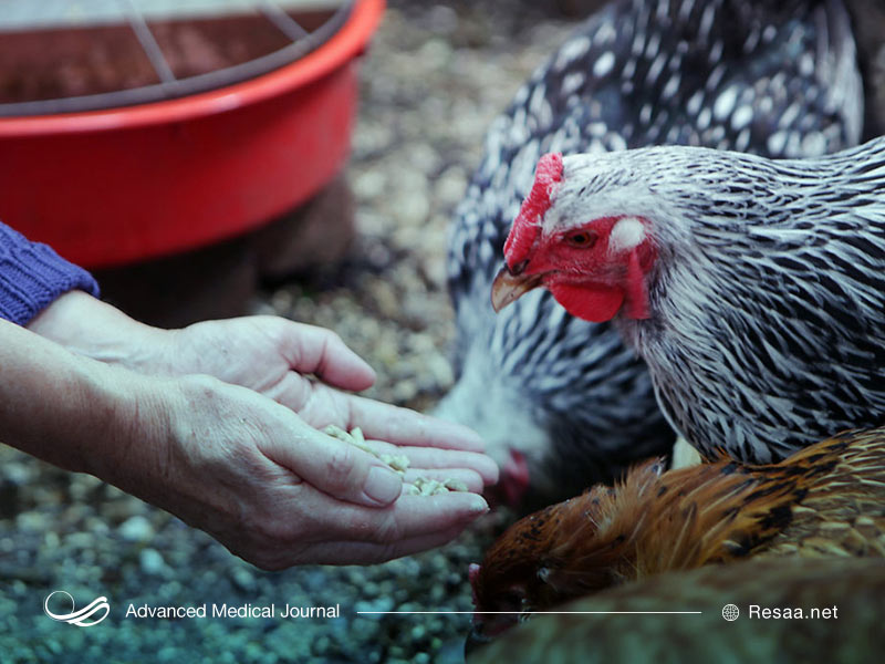 روشهایی برای پیشگیری از سالمونلا