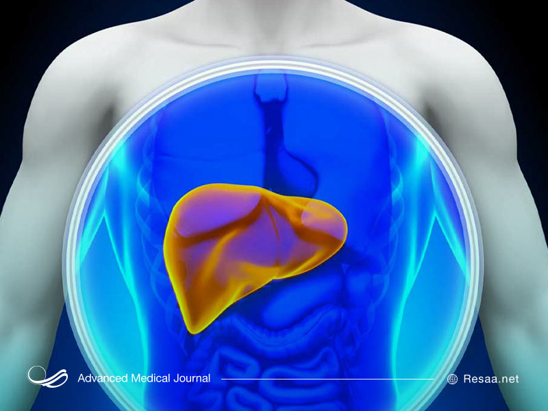 جایگاه کبد در بدن