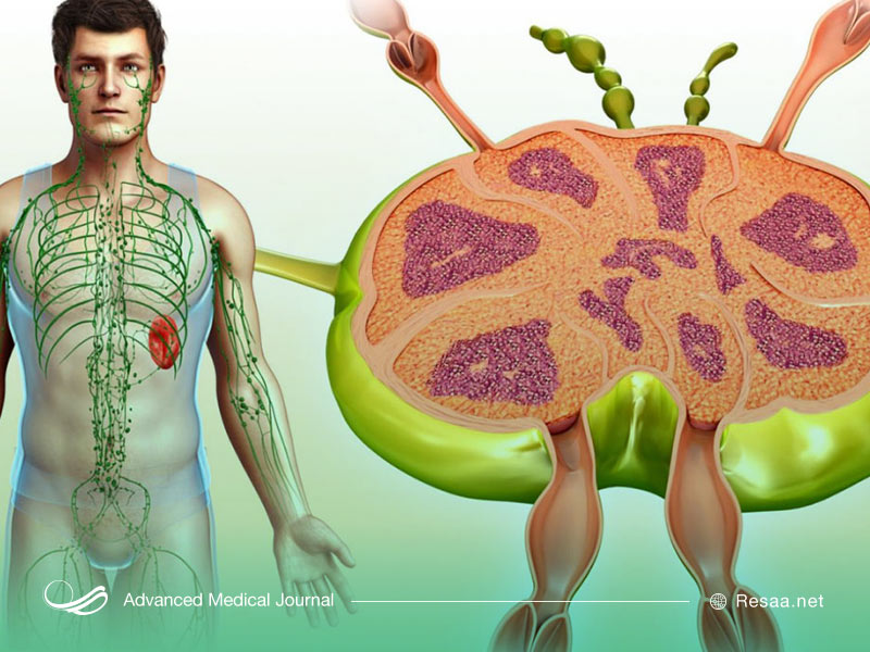 نحوه عملکرد غدد لنفاوی
