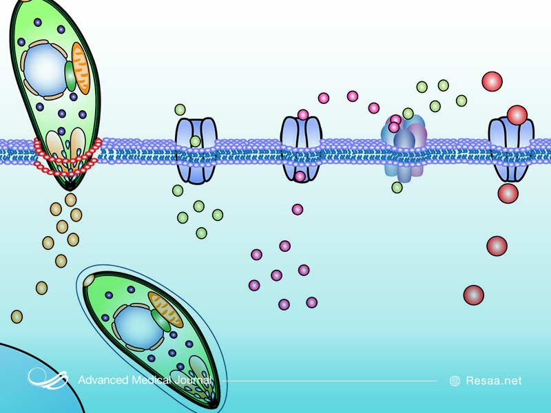 علل ابتلا به توکسوپلاسموز