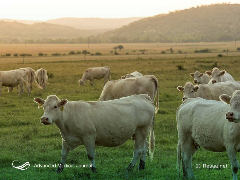 بیماری مشترک بین دام و انسان