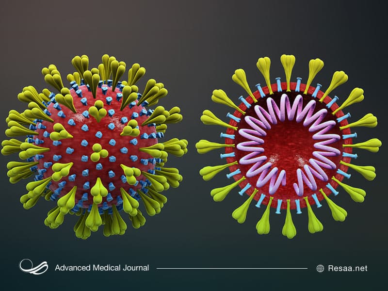 انواع ویروس کرونا