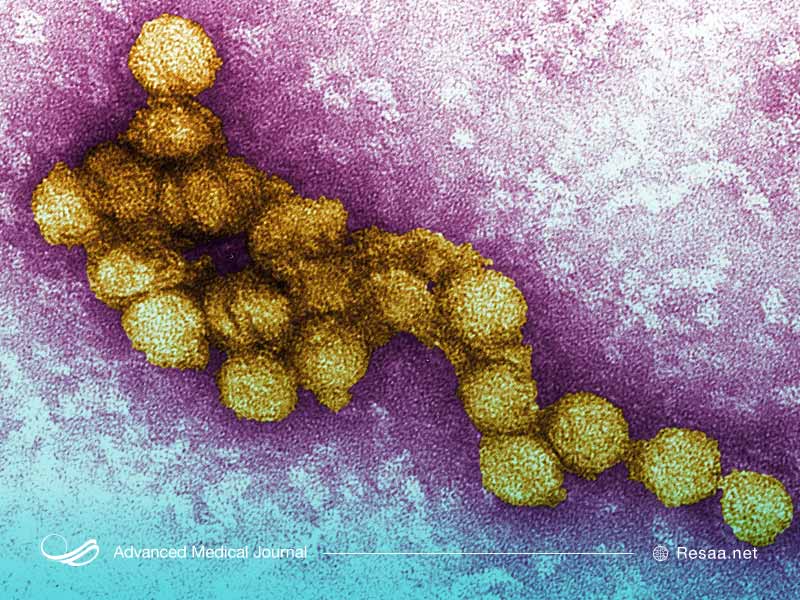 ویروس منتقل شده از گزش حشرات