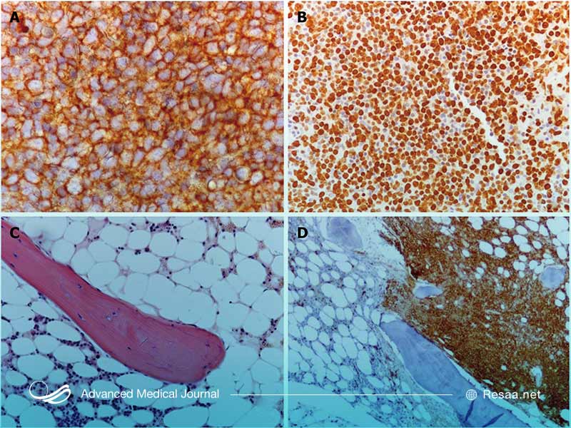 بررسی میکروسکوپی