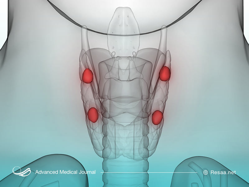 غدد پاراتیروئید از غدد درون ریز بدن است
