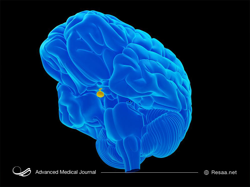 جایگاه غده هیپوفیز