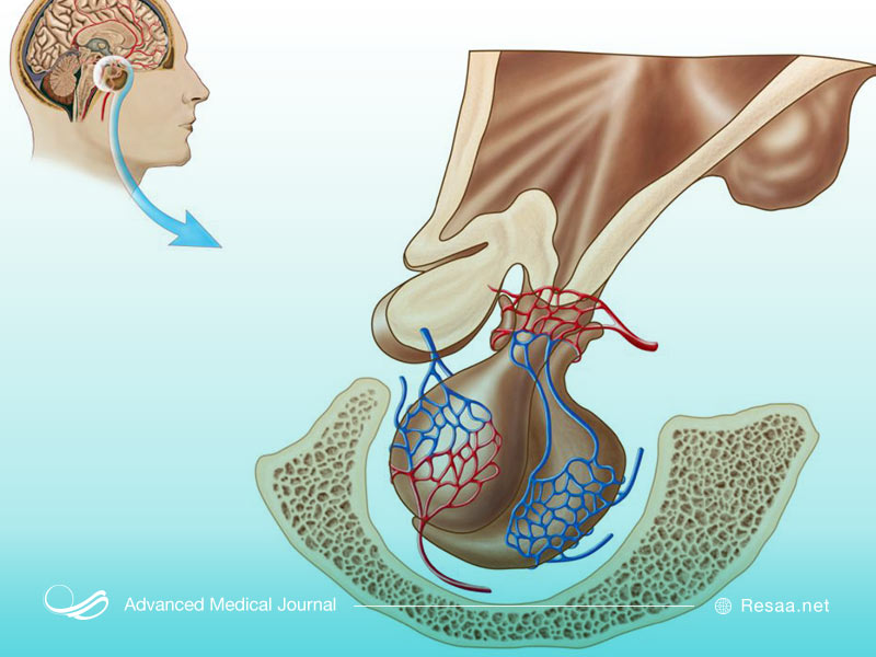 ساختار مغز و هیپوفیز