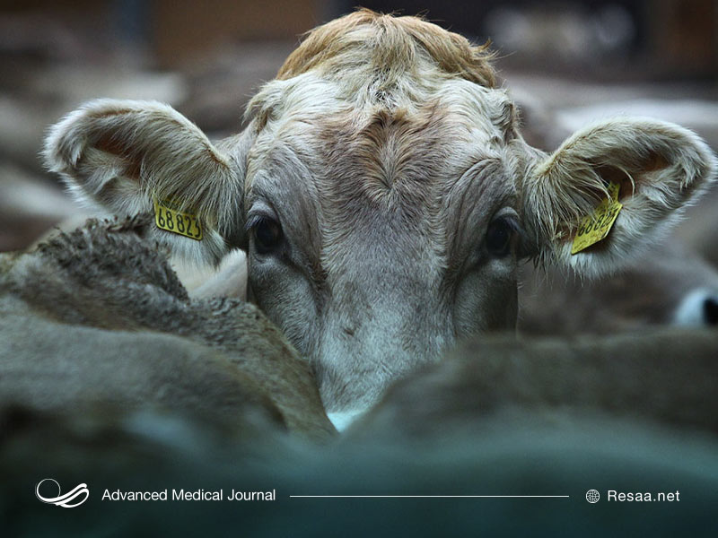 جنون گاوی باعث بروز بیماری‌های عفونی دیگر می شود.