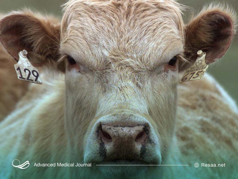 تغذیه از گاوهای آلوده سبب بیماری می شود.