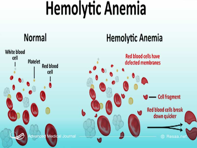 گلبولهای سفید و تاثیر فاویسم