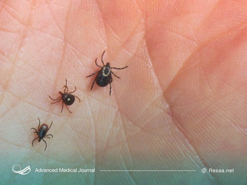 اندازه کنه‌هایی که بیماری لایم را می‌توانند به شما منتقل کنند متفاوت است.