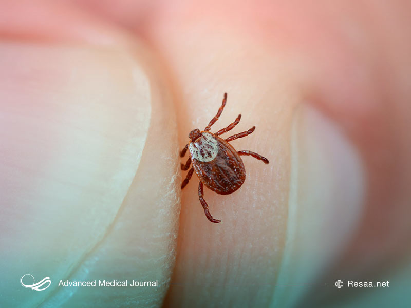 اگر در فضای باز زندگی می‌کنید احتمال ابتلا به بیماری لایم در شما بیشتر می‌شود.