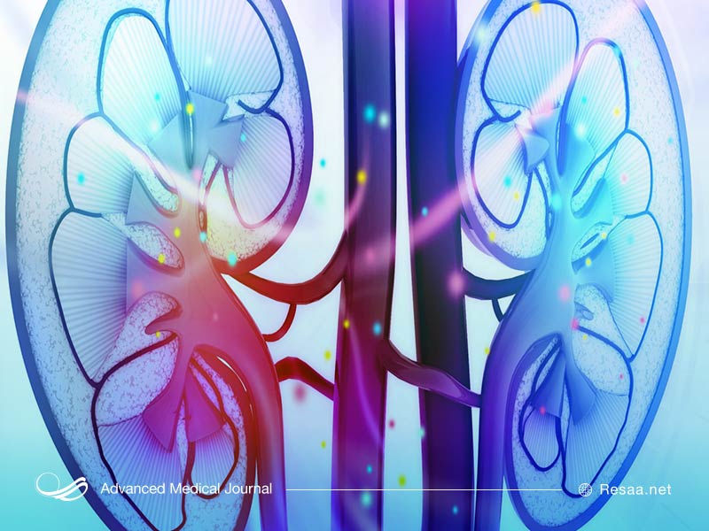 سندروم آلپورت روی کلیه‌های انسان تاثیر می‌گذارد.