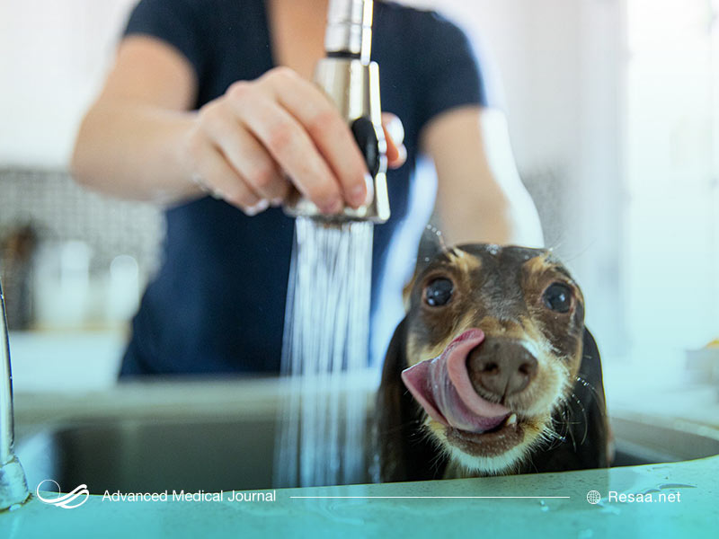 شپش سگ ممکن است در سگ شما یافت شود