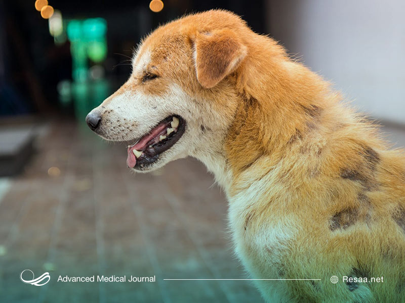 هر گونه شپش، درمان مخصوص به خود را دارد.