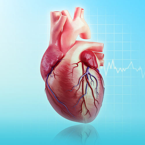 عروق کرونر قلب | مجله پزشکی رسا